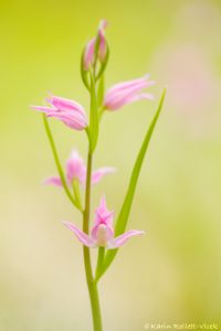 Cephalanthera rubra / Rotes Waldvöglein / Red Helleborine