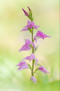 Cephalanthera rubra / Rotes Waldvöglein / Red Helleborine