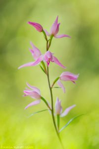 Cephalanthera rubra / Rotes Waldvöglein / Red Helleborine