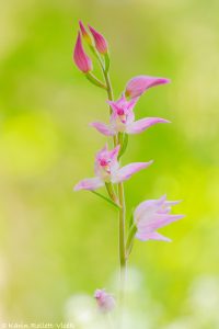 Cephalanthera rubra / Rotes Waldvöglein / Red Helleborine