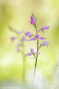 Cephalanthera rubra / Rotes Waldvöglein / Red Helleborine