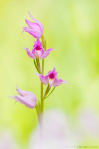 Cephalanthera rubra / Rotes Waldvöglein / Red Helleborine