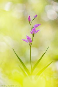 Cephalanthera rubra / Rotes Waldvöglein / Red Helleborine