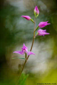 Cephalanthera rubra / Rotes Waldvöglein / Red Helleborine