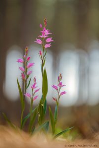 Cephalanthera rubra / Rotes Waldvöglein / Red Helleborine