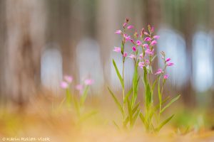 Cephalanthera rubra / Rotes Waldvöglein / Red Helleborine