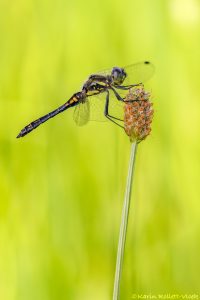 Sympetrum danae / Schwarze Heidelibelle