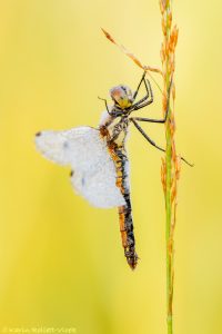 Sympetrum danae / Schwarze Heidelibelle