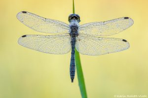 Sympetrum danae / Schwarze Heidelibelle