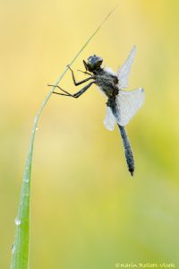 Sympetrum danae / Schwarze Heidelibelle