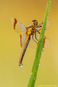 Sympetrum pedemontanum / Gebänderte Heidelibelle