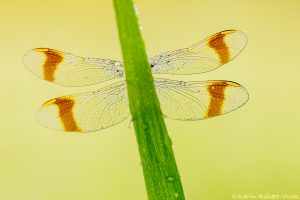 Sympetrum pedemontanum / Gebänderte Heidelibelle