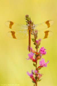 Sympetrum pedemontanum / Gebänderte Heidelibelle