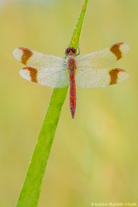 Sympetrum pedemontanum / Gebänderte Heidelibelle