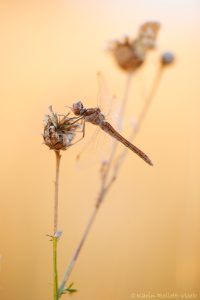 Sympetrum vulgatum / Gemeine Heidelibelle