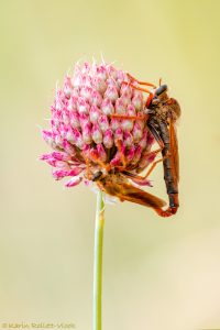 Stenopogon sabaudus