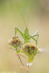 Saga pedo / Große Sägeschrecke