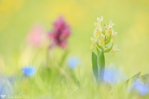 Dactylorhiza sambucina / Holunder-Knabenkraut / Elder-flowered Orchid