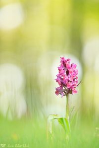 Dactylorhiza sambucina / Holunder-Knabenkraut / Elder-flowered Orchid