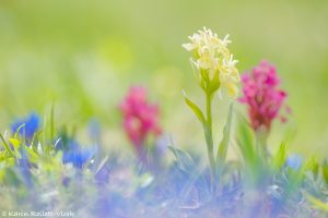 Dactylorhiza sambucina / Holunder-Knabenkraut / Elder-flowered Orchid