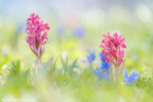 Dactylorhiza sambucina / Holunder-Knabenkraut / Elder-flowered Orchid