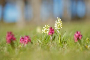 Dactylorhiza sambucina / Holunder-Knabenkraut / Elder-flowered Orchid