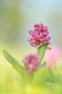 Dactylorhiza sambucina / Holunder-Knabenkraut / Elder-flowered Orchid