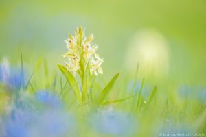 Dactylorhiza sambucina / Holunder-Knabenkraut / Elder-flowered Orchid