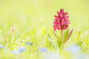 Dactylorhiza sambucina / Holunder-Knabenkraut / Elder-flowered Orchid