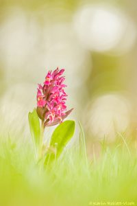 Dactylorhiza sambucina / Holunder-Knabenkraut / Elder-flowered Orchid