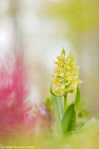 Dactylorhiza sambucina / Holunder-Knabenkraut / Elder-flowered Orchid