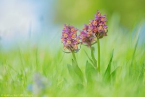 Dactylorhiza sambucina / Holunder-Knabenkraut / Elder-flowered Orchid