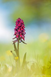 Dactylorhiza sambucina / Holunder-Knabenkraut / Elder-flowered Orchid