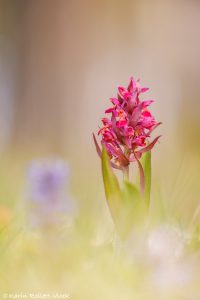 Dactylorhiza sambucina / Holunder-Knabenkraut / Elder-flowered Orchid