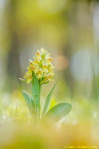 Dactylorhiza sambucina / Holunder-Knabenkraut / Elder-flowered Orchid