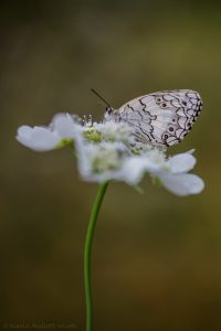 Melanargia larissa / Balkan-Schachbrett / Balkan marbled white