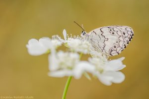 Melanargia larissa / Balkan-Schachbrett / Balkan marbled white