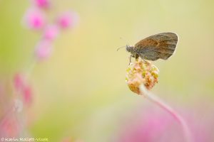 Coenonympha pamphilus / Kleines Wiesenvögelchen / Small heath