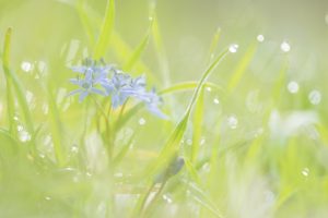 Scilla bifolia / Zweiblatt-Blaustern