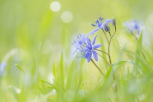 Scilla bifolia / Zweiblatt-Blaustern