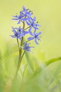 Scilla bifolia / Zweiblatt-Blaustern