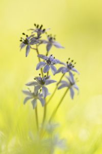 Scilla bifolia / Zweiblatt-Blaustern