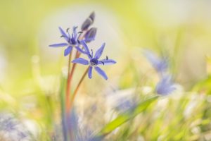 Scilla bifolia / Zweiblatt-Blaustern