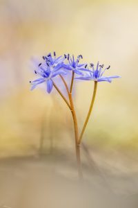 Scilla bifolia / Zweiblatt-Blaustern