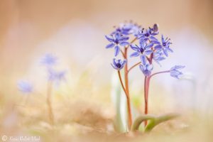 Scilla bifolia / Zweiblatt-Blaustern