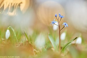 Scilla bifolia / Zweiblatt-Blaustern