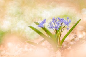 Scilla bifolia / Zweiblatt-Blaustern