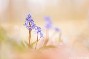 Scilla bifolia / Zweiblatt-Blaustern