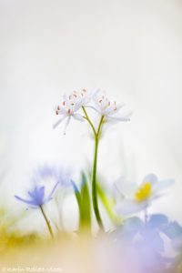 Scilla bifolia / Zweiblatt-Blaustern