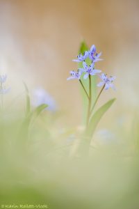 Scilla bifolia / Zweiblatt-Blaustern